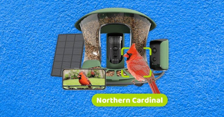 Best Bird Feeders With Cameras, Tested and Reviewed (2024)