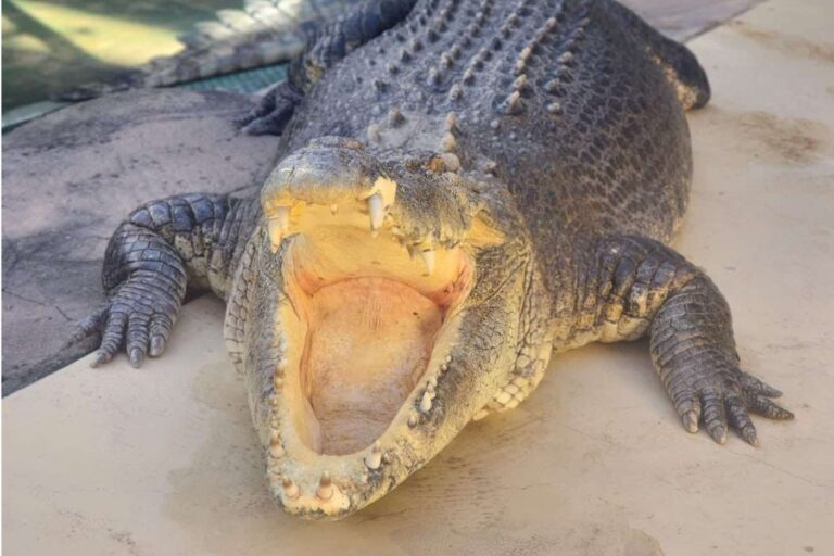 True Star of Crocodile Dundee, Burt the Croc, Dies at 90