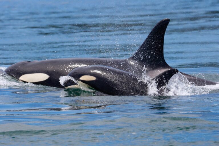 Famous Orca Mom Seen Carrying Dead Calf for the Second Time